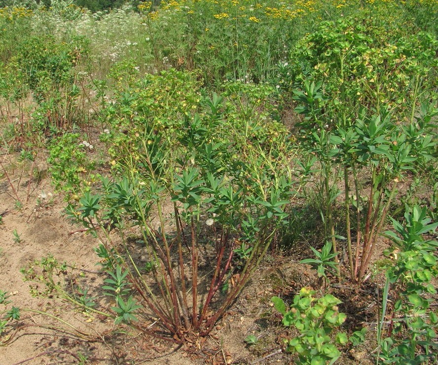 Image of Euphorbia borodinii specimen.