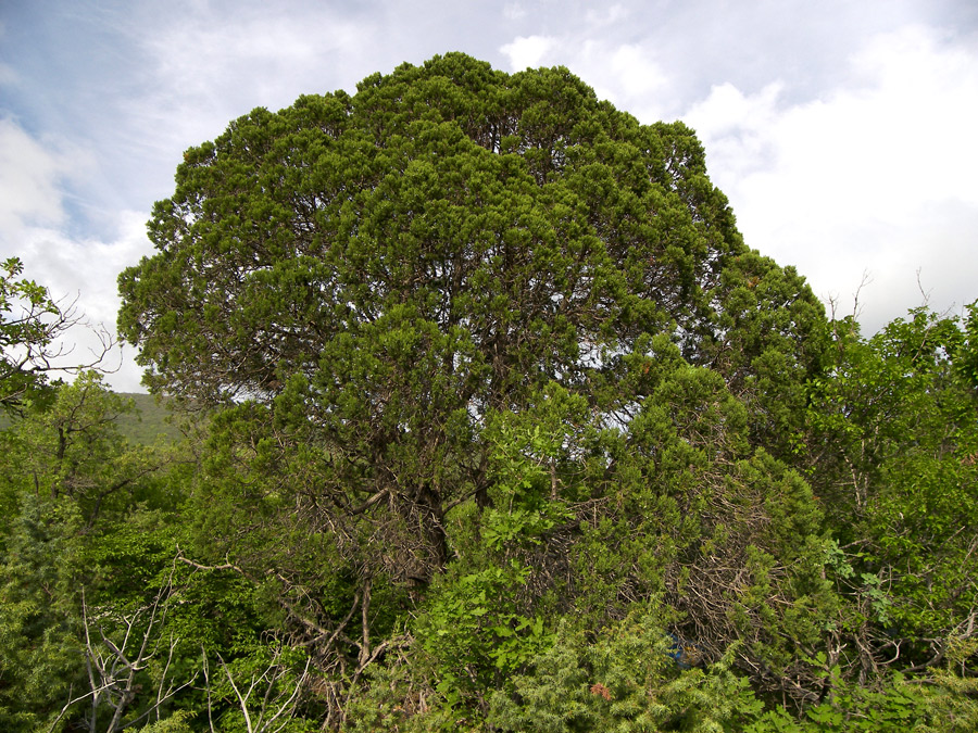 Изображение особи Juniperus excelsa.