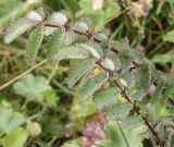 Sanguisorba officinalis. Листья. Видны прилистнички у основания листочков сложного листа. Алтай, Семинский перевал. 25.08.2009.