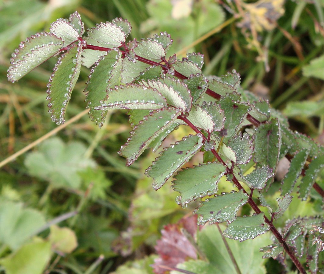 Image of Sanguisorba officinalis specimen.