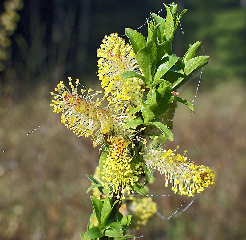 Image of Salix myrsinifolia specimen.