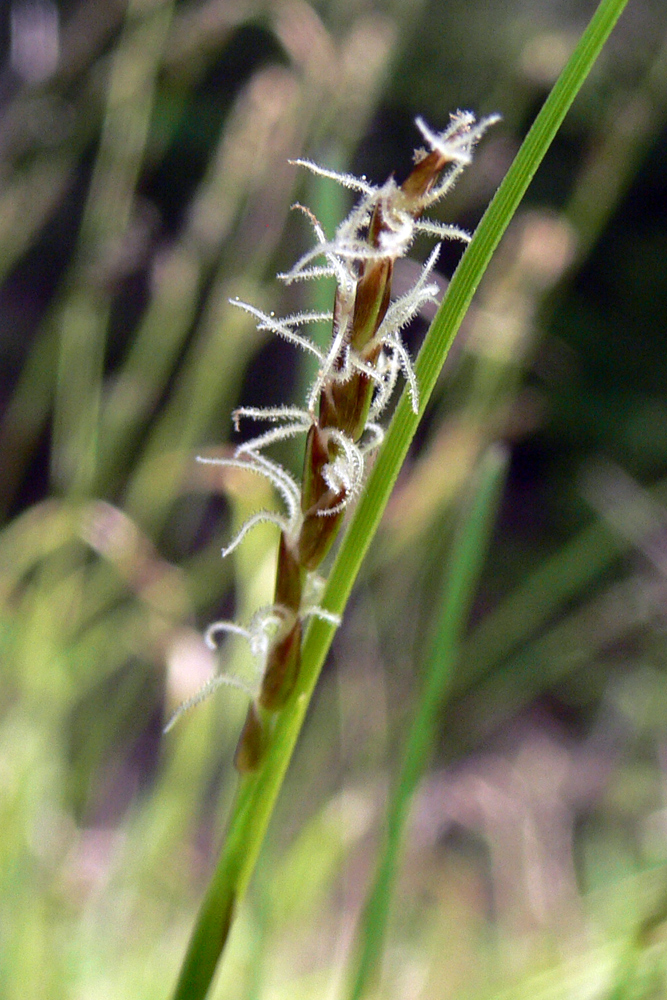 Изображение особи Carex digitata.