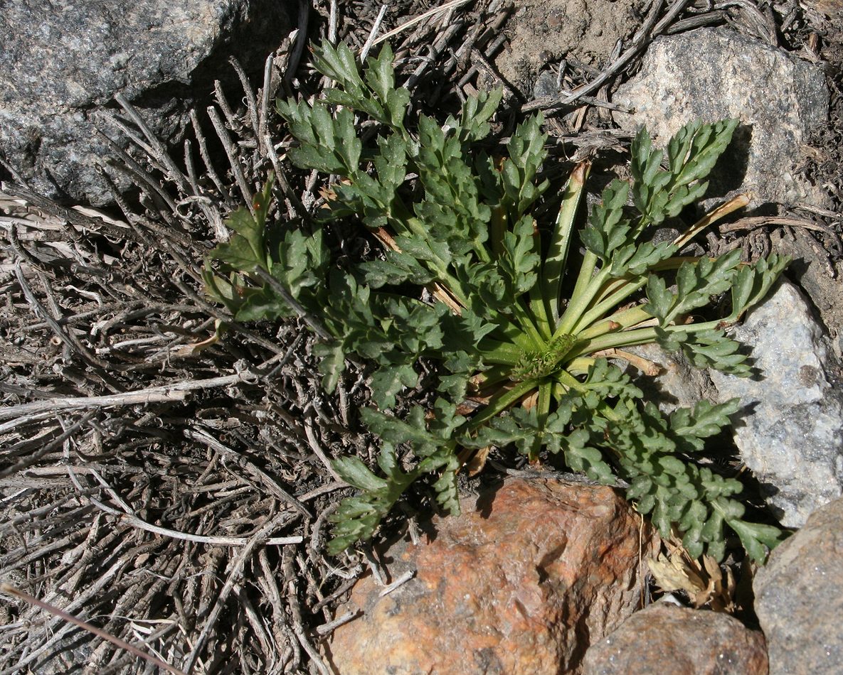 Image of Aulacospermum darwasicum specimen.