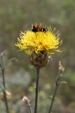 Centaurea orientalis