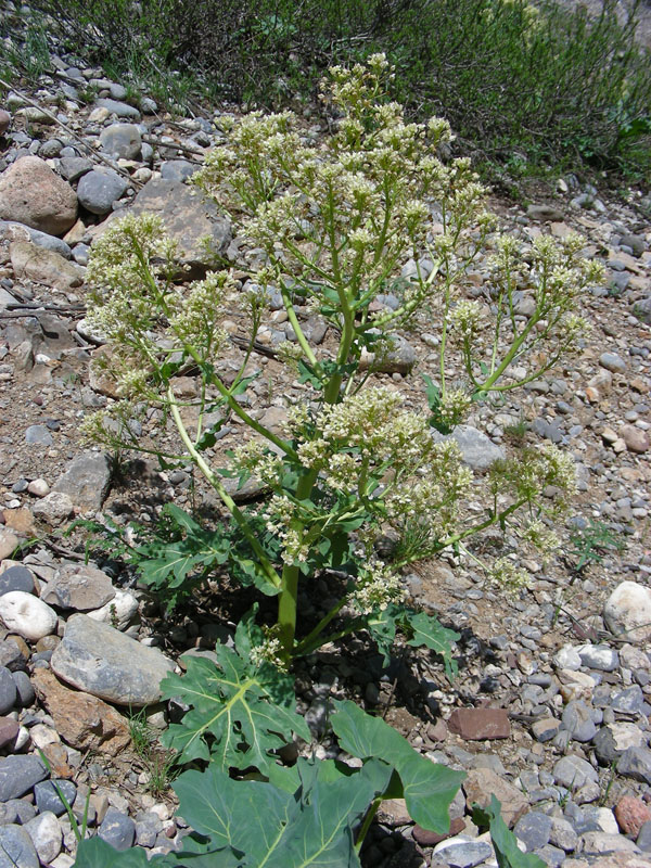 Image of Megacarpaea orbiculata specimen.