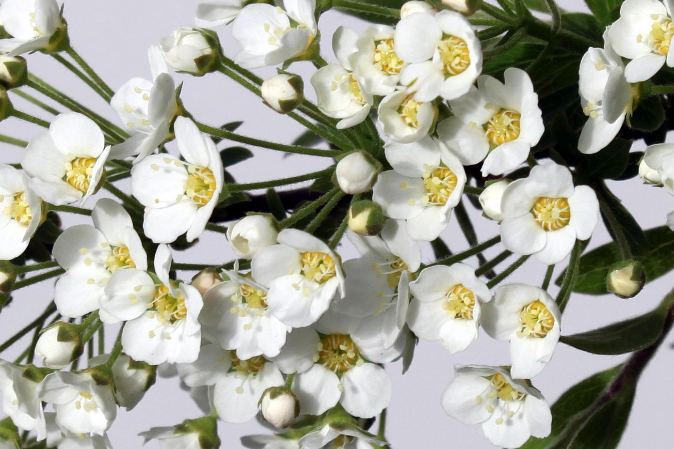 Image of Spiraea &times; cinerea specimen.