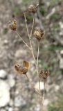 Anthericum ramosum. Сухое прошлогоднее соплодие с раскрывшимися плодами. Крым, Симферополь, Марьино, степной склон. 14 апреля 2012 г.