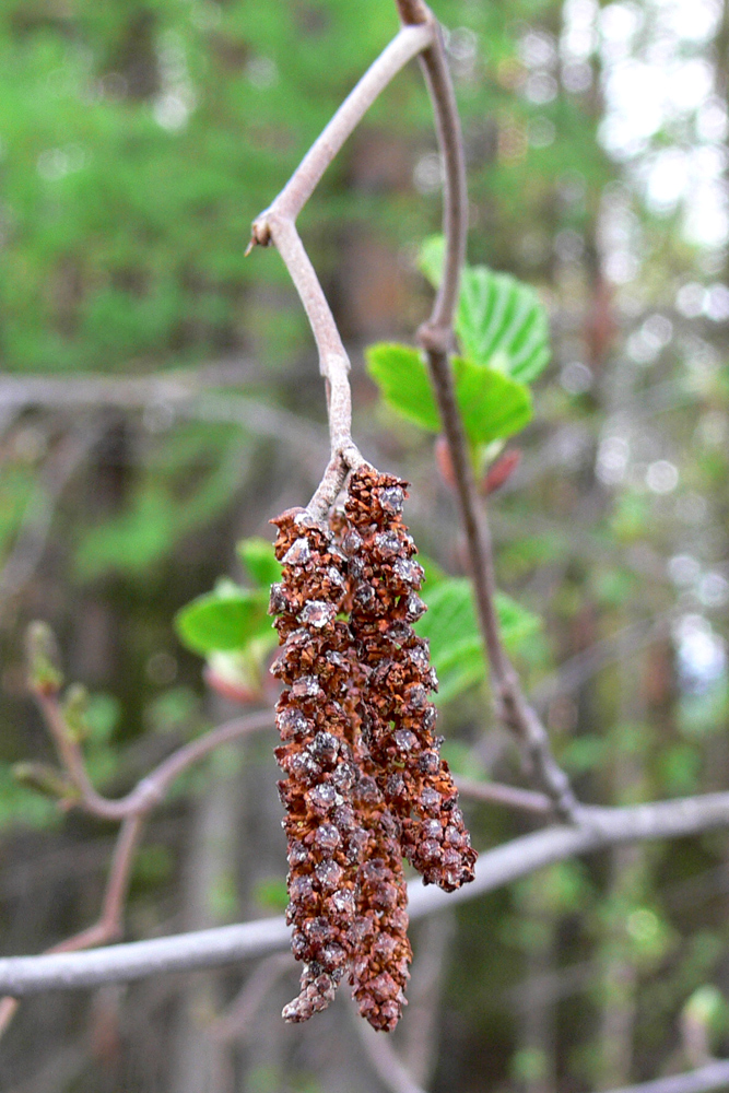 Image of Alnus incana specimen.