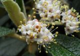 Viburnum rhytidophyllum. Часть соцветия. Южный берег Крыма, Никитский ботанический сад. 7 мая 2012 г.