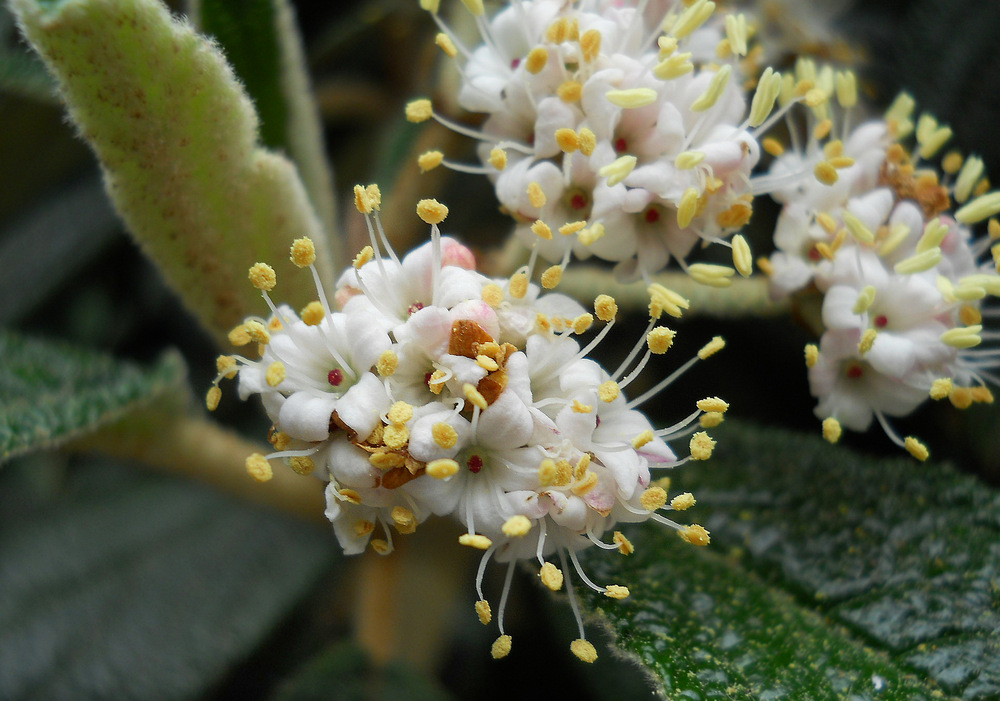 Image of Viburnum rhytidophyllum specimen.