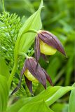 Cypripedium calceolus