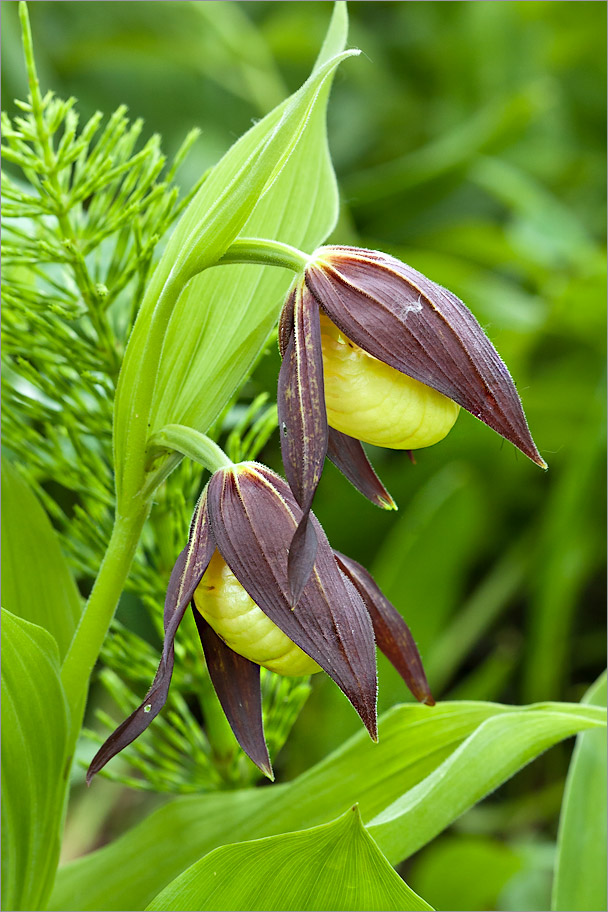 Изображение особи Cypripedium calceolus.