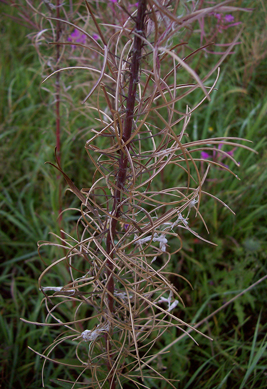 Image of Chamaenerion angustifolium specimen.