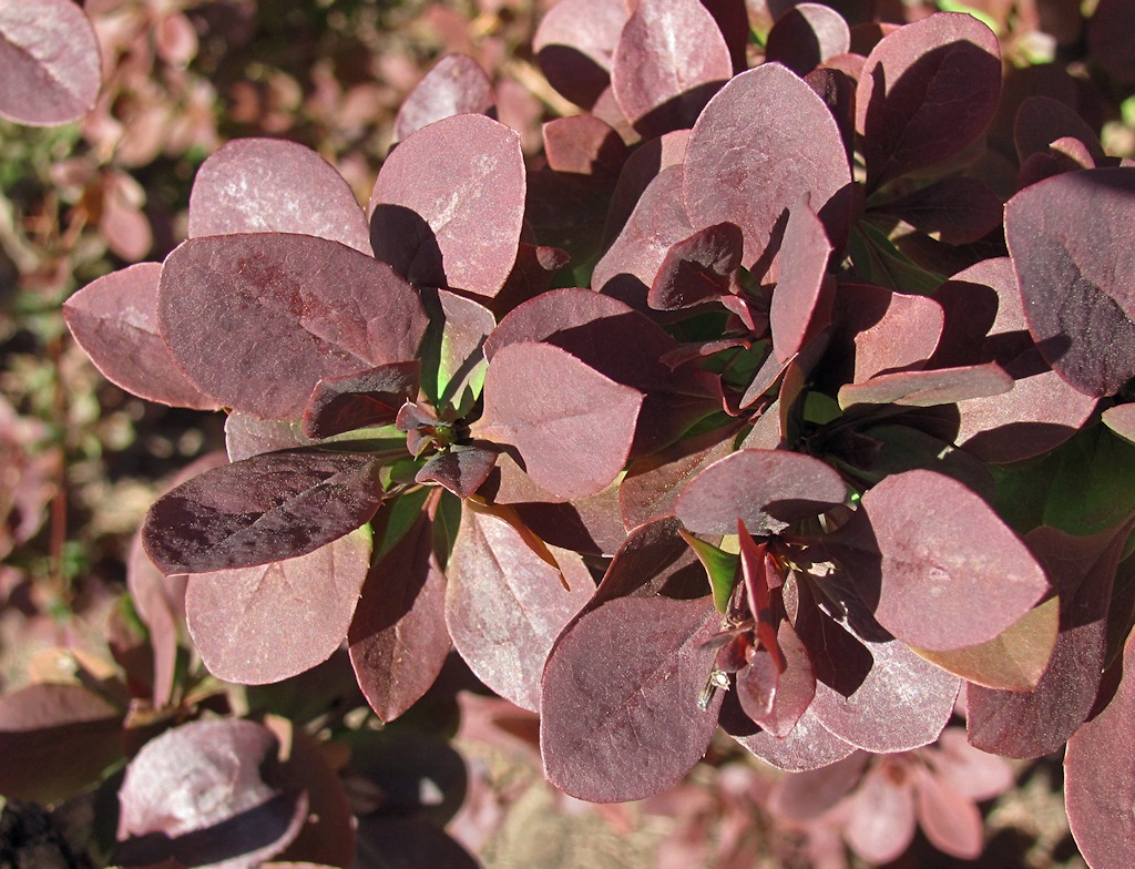 Изображение особи род Berberis.