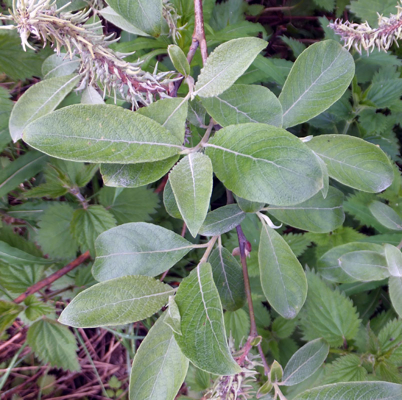 Image of Salix &times; laurina specimen.