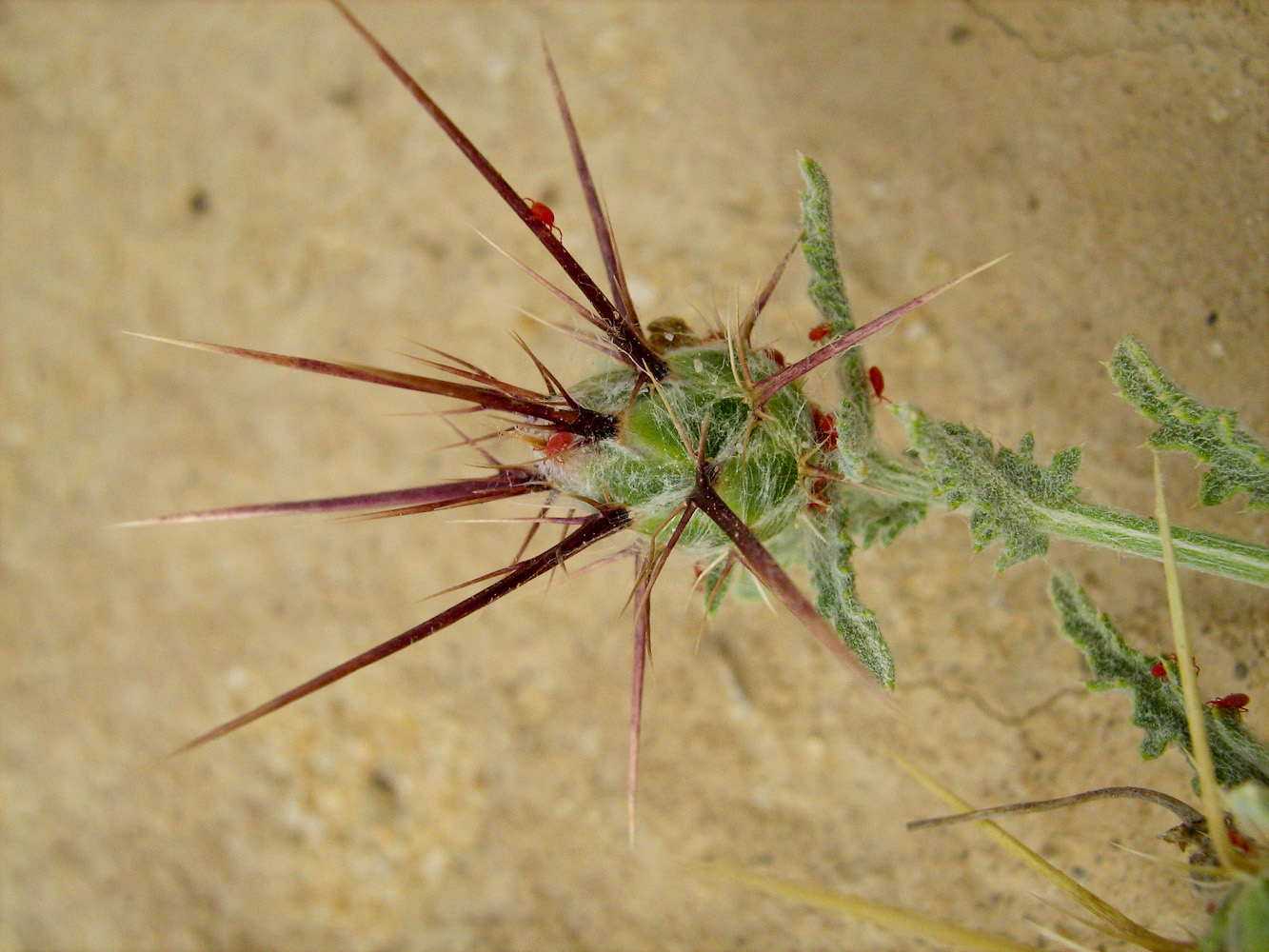 Image of Centaurea eryngioides specimen.