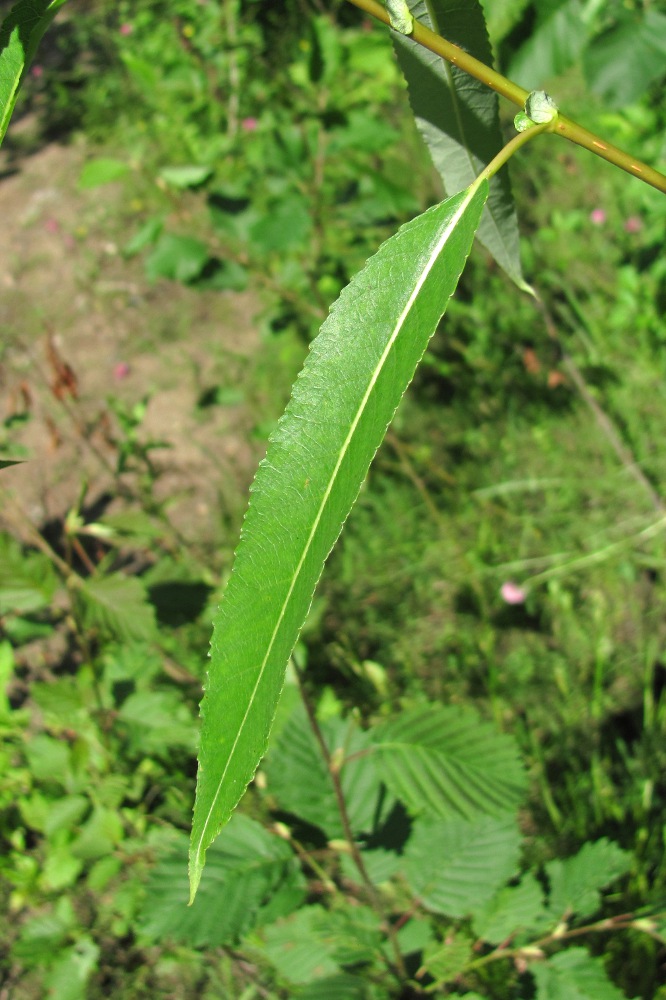 Image of Salix &times; meyeriana specimen.