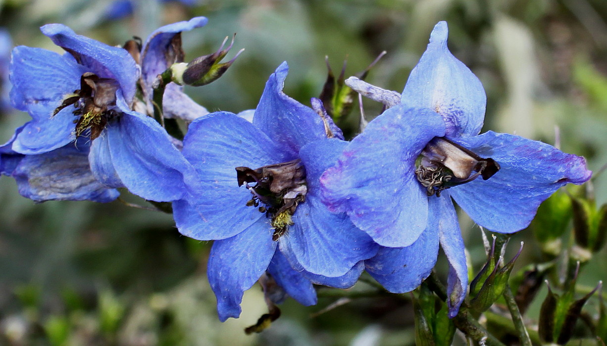 Image of Delphinium &times; phoeniceum specimen.