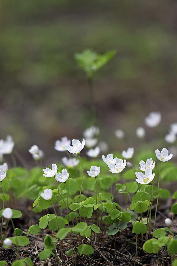 Изображение особи Oxalis acetosella.