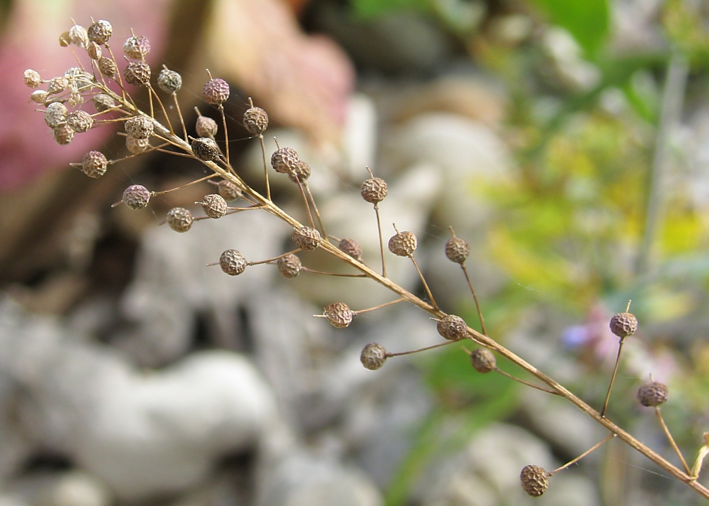 Image of Neslia paniculata specimen.