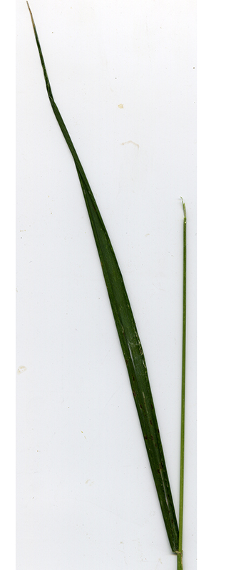 Image of Elymus caninus specimen.