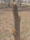 Rhus typhina. Верхняя часть побега. Украина, г. Запорожье, в культуре. 25.03.2012.