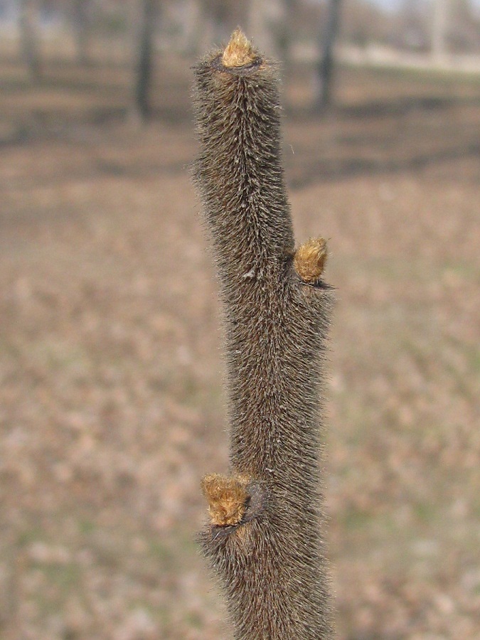 Image of Rhus typhina specimen.