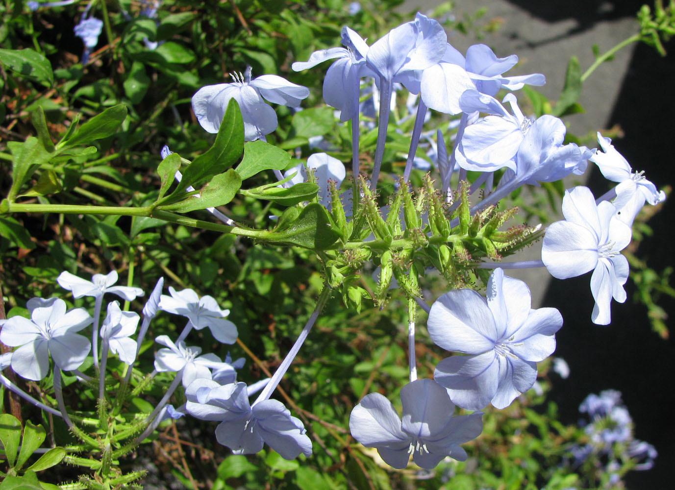 Image of Plumbago auriculata specimen.