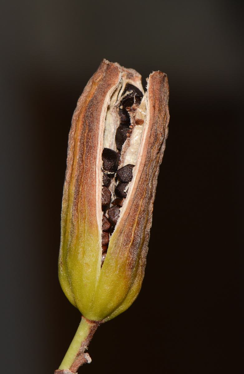 Image of Dietes grandiflora specimen.