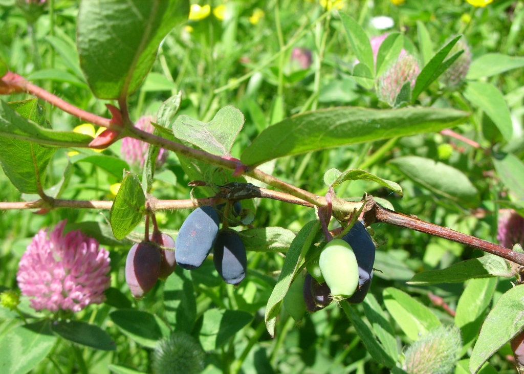 Image of Lonicera edulis specimen.