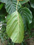 Alnus glutinosa. Нижняя сторона листа. Хорватия, Лика-Сень, Национальный парк «Плитвицкие озёра», берег озера. 05.09.2012.