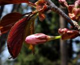 Cerasus sachalinensis. Распускающийся цветок и молодые листья. Приморский край, Уссурийский гор. округ, Горнотаёжный дендрарий ДВО РАН. 09.05.2013.