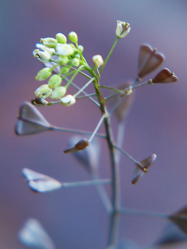 Image of Capsella bursa-pastoris specimen.