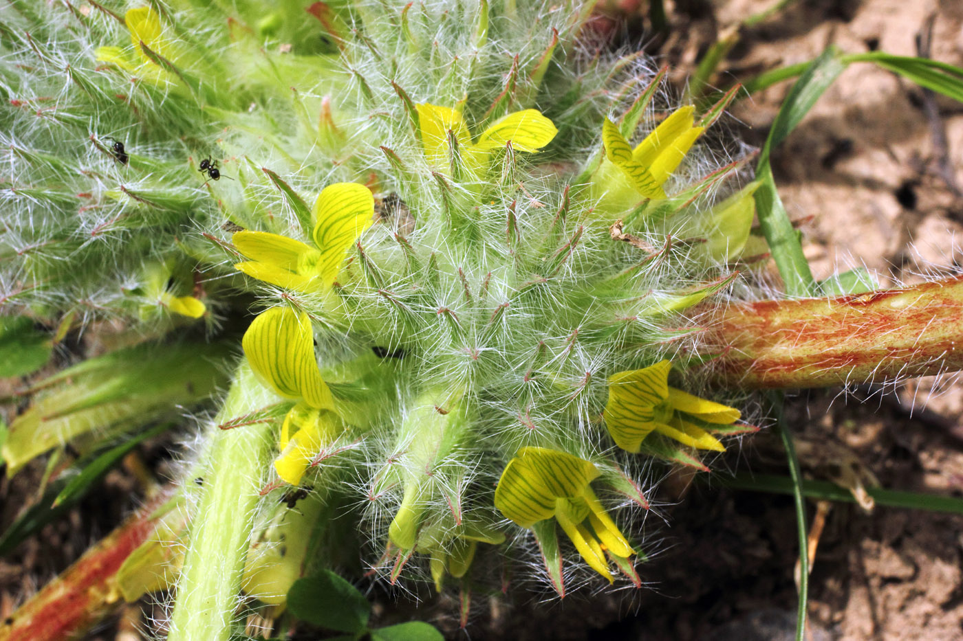 Image of Astragalus lentilobus specimen.