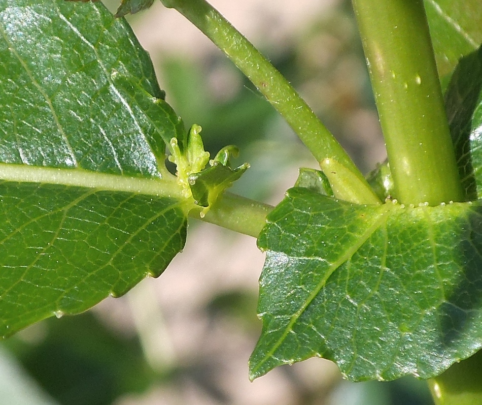 Image of Salix &times; schumanniana specimen.