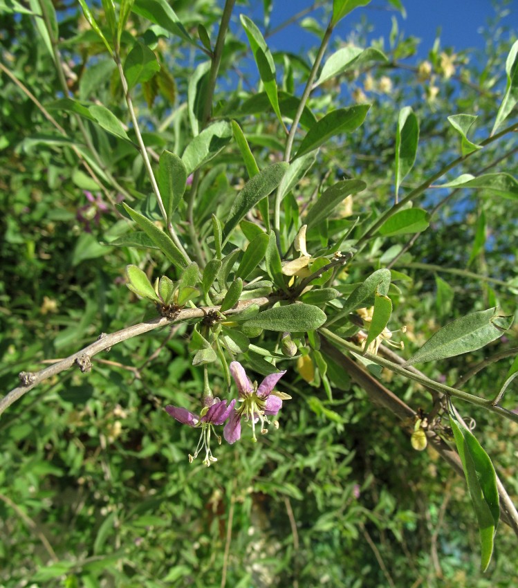 Изображение особи Lycium barbarum.