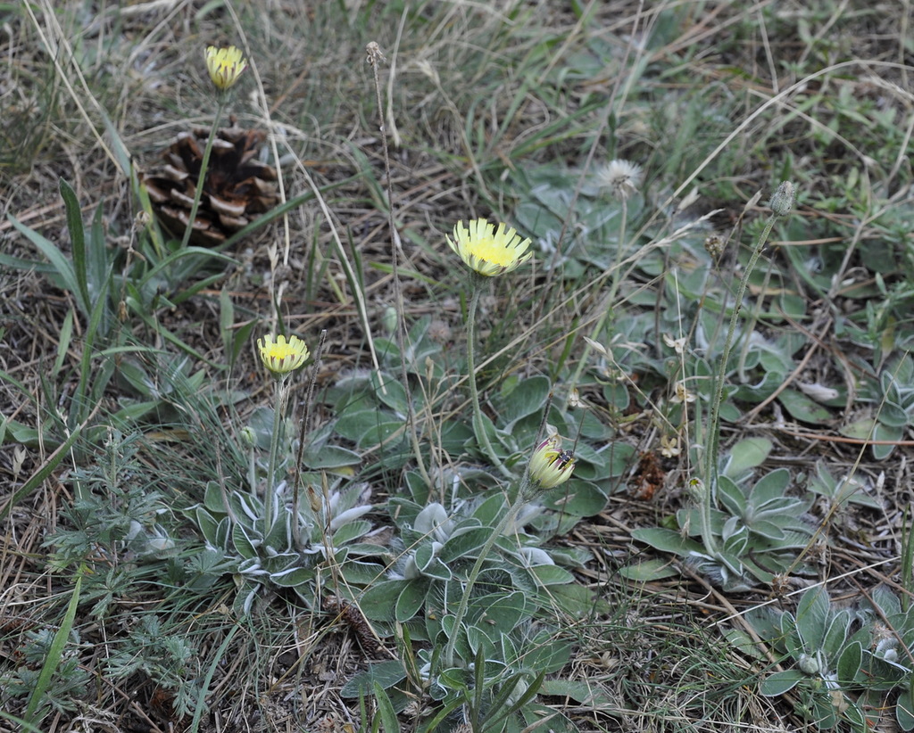 Изображение особи Pilosella officinarum.