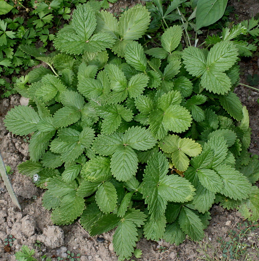 Image of Potentilla grandiflora specimen.