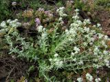 Teucrium capitatum