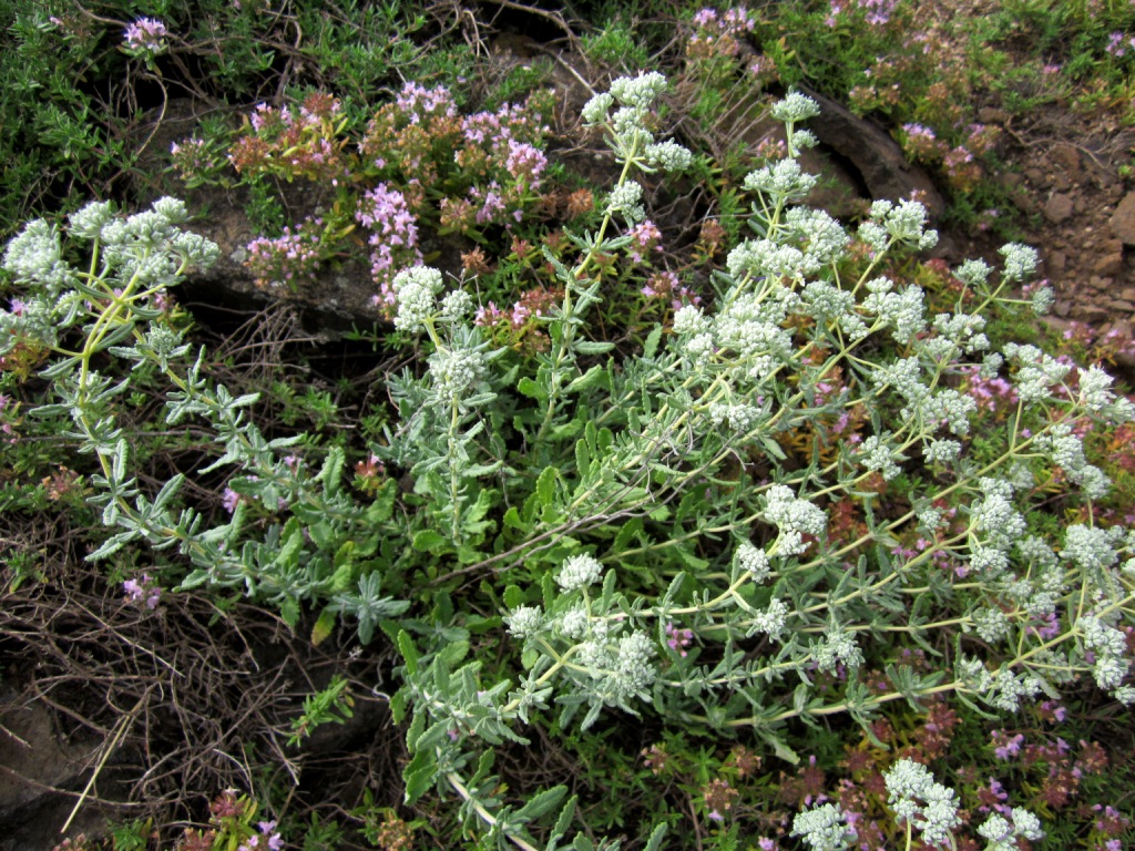 Изображение особи Teucrium capitatum.