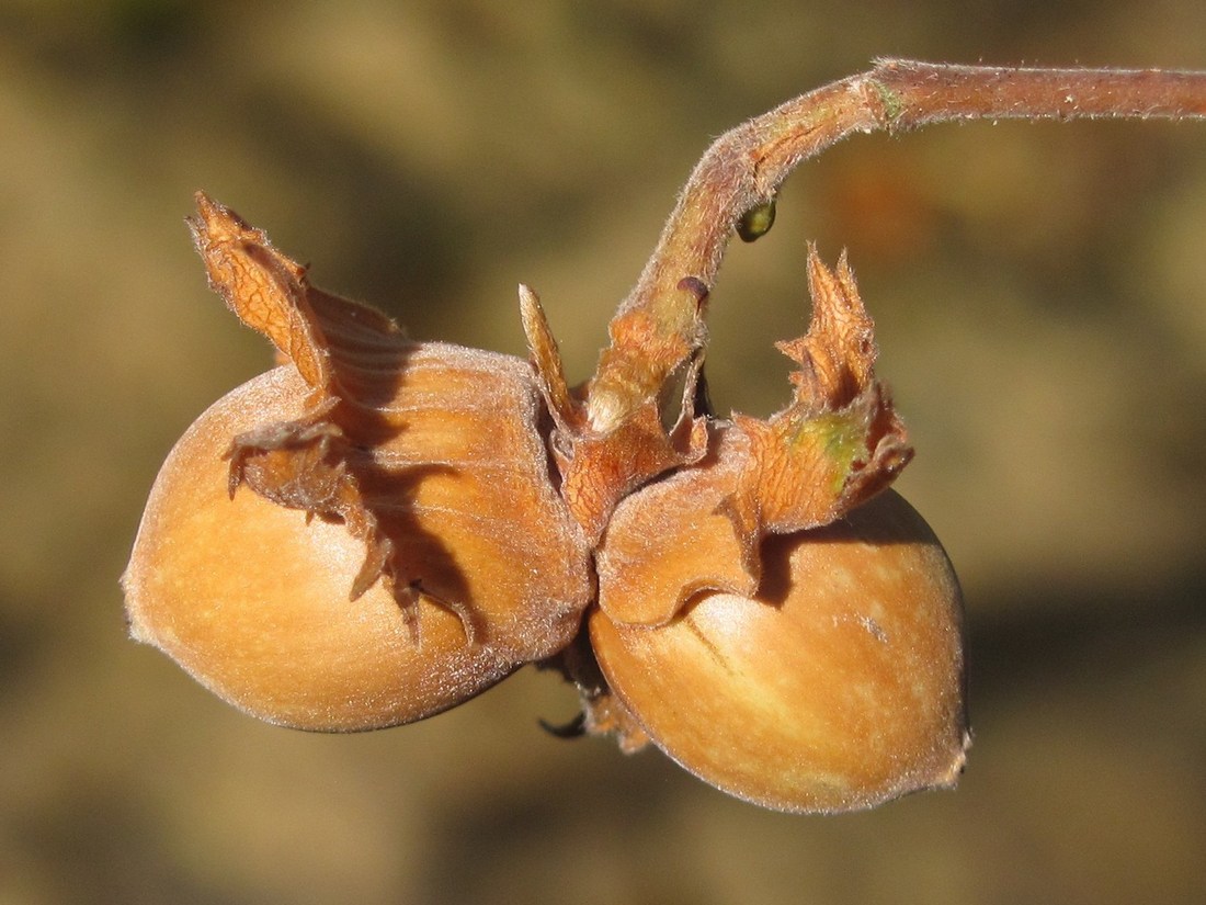 Image of Corylus avellana specimen.