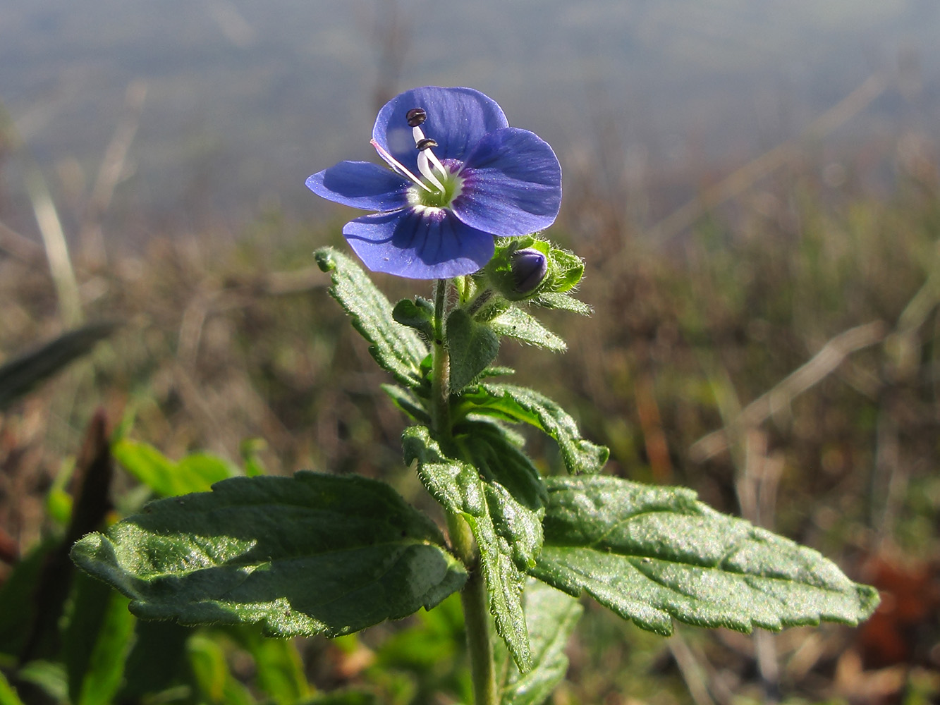 Image of Veronica umbrosa specimen.