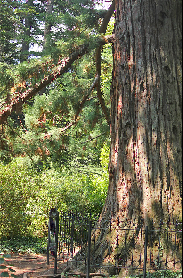 Image of Sequoiadendron giganteum specimen.