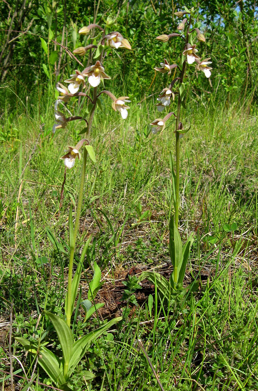 Изображение особи Epipactis palustris.