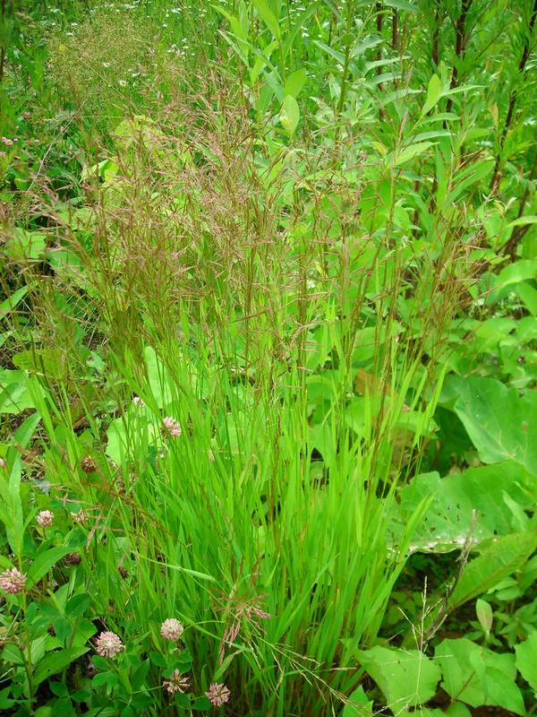 Image of Agrostis gigantea specimen.