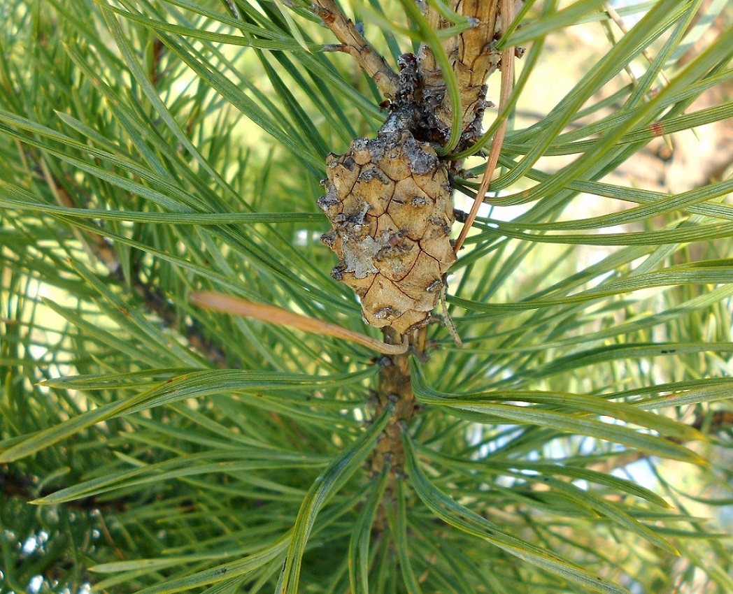 Image of Pinus sylvestris specimen.