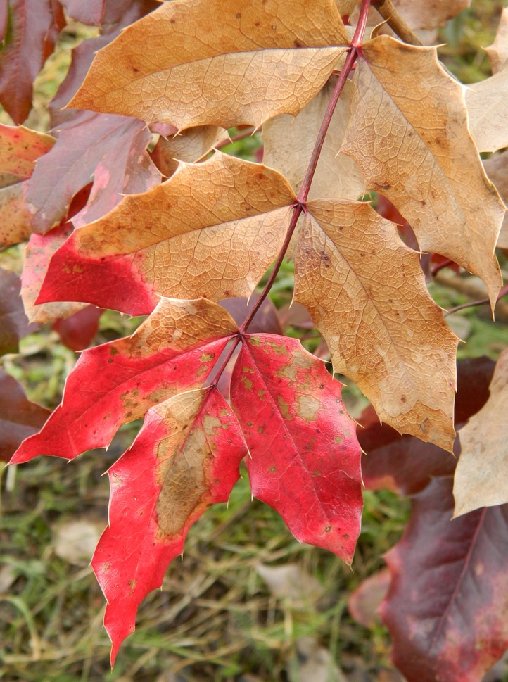 Image of Mahonia aquifolium specimen.