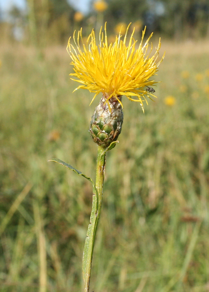 Image of Chartolepis intermedia specimen.