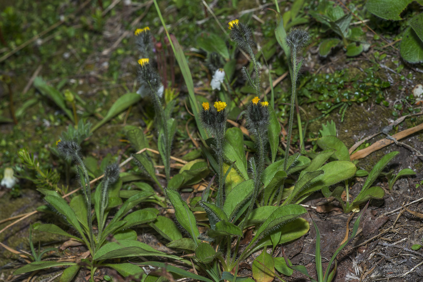 Image of Hieracium triste specimen.