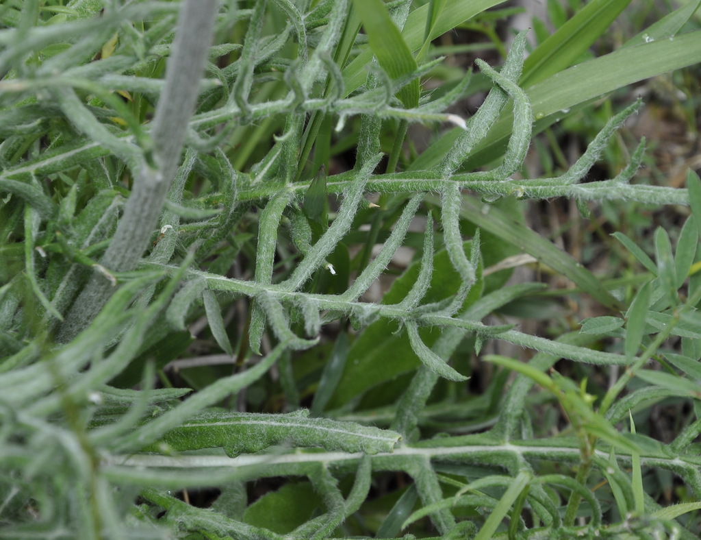 Image of genus Jurinea specimen.